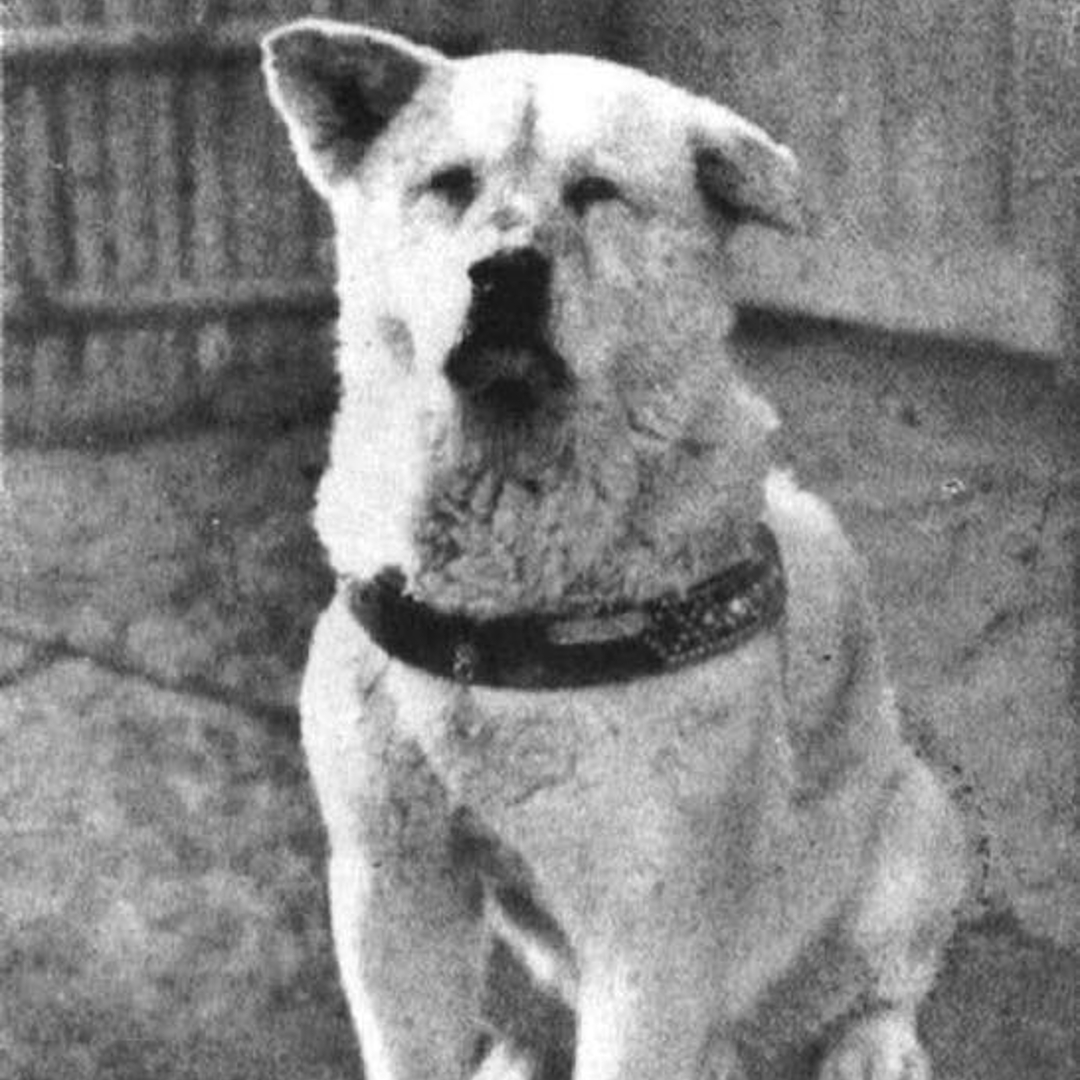 hachiko è seduto a terra - nerdface