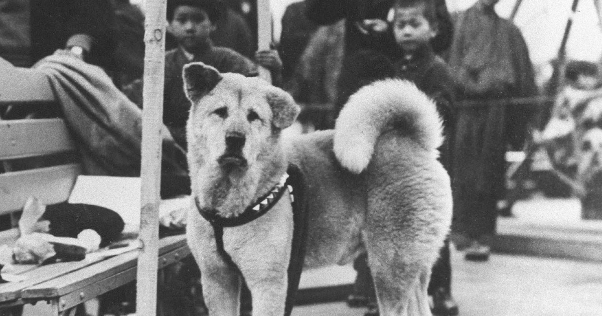 hachiko è alla stazione e aspetta il suo padrone, mentre i passeggeri lo guardano - nerdface