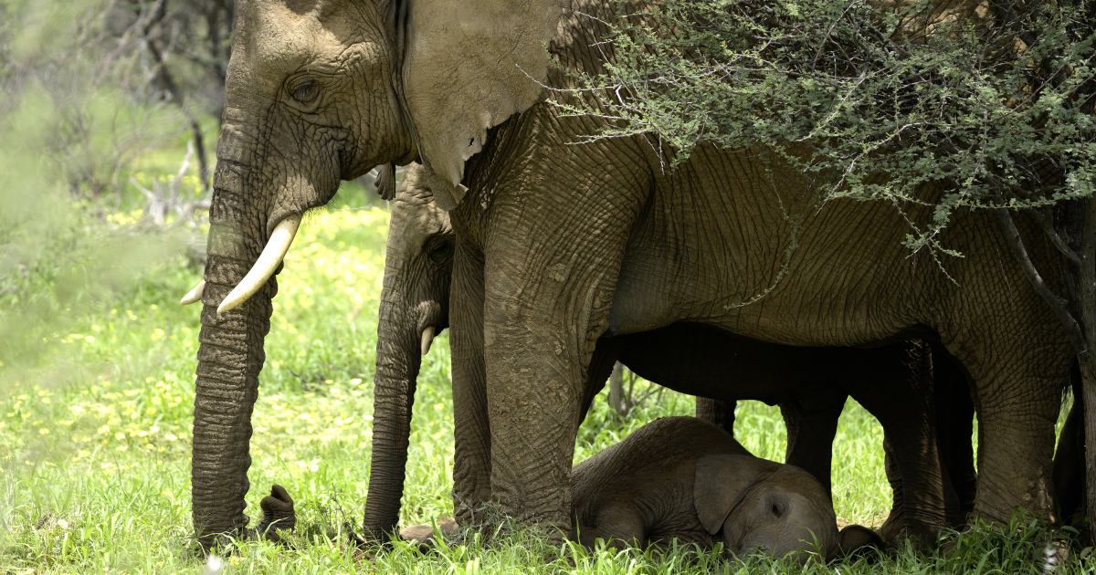 un cucciolo di elefante si riposa tra le zampe della mamma - nerdface