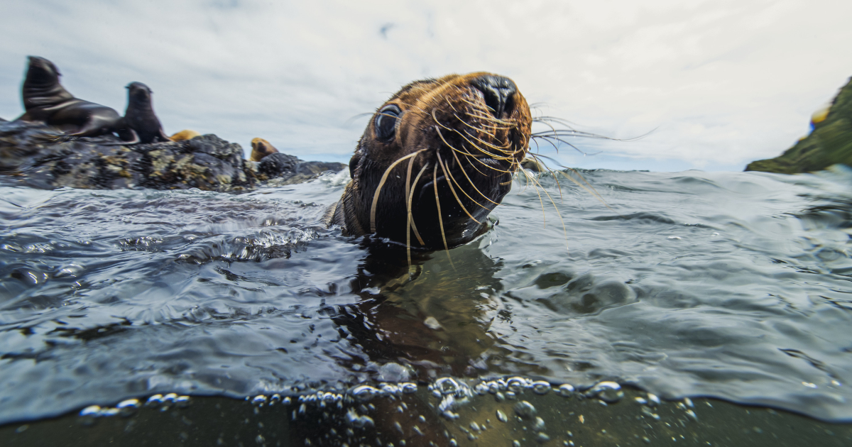 il musetto di un cucciolo di foca emerge dall'acqua - nerdface