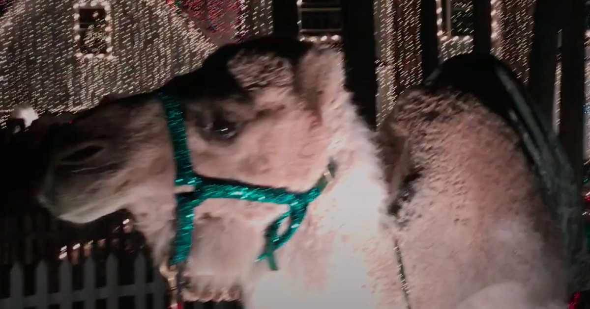 un cammello è perplesso davanti una casa piena di luci natalizie - nerdface