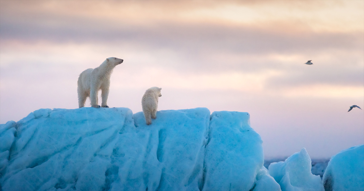 due orsi polari scalano un ghiacciaio nel trailer di polar bear - nerdface