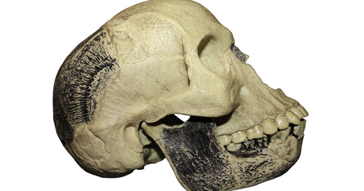 il cranio dell'uomo di piltdown - nerdface