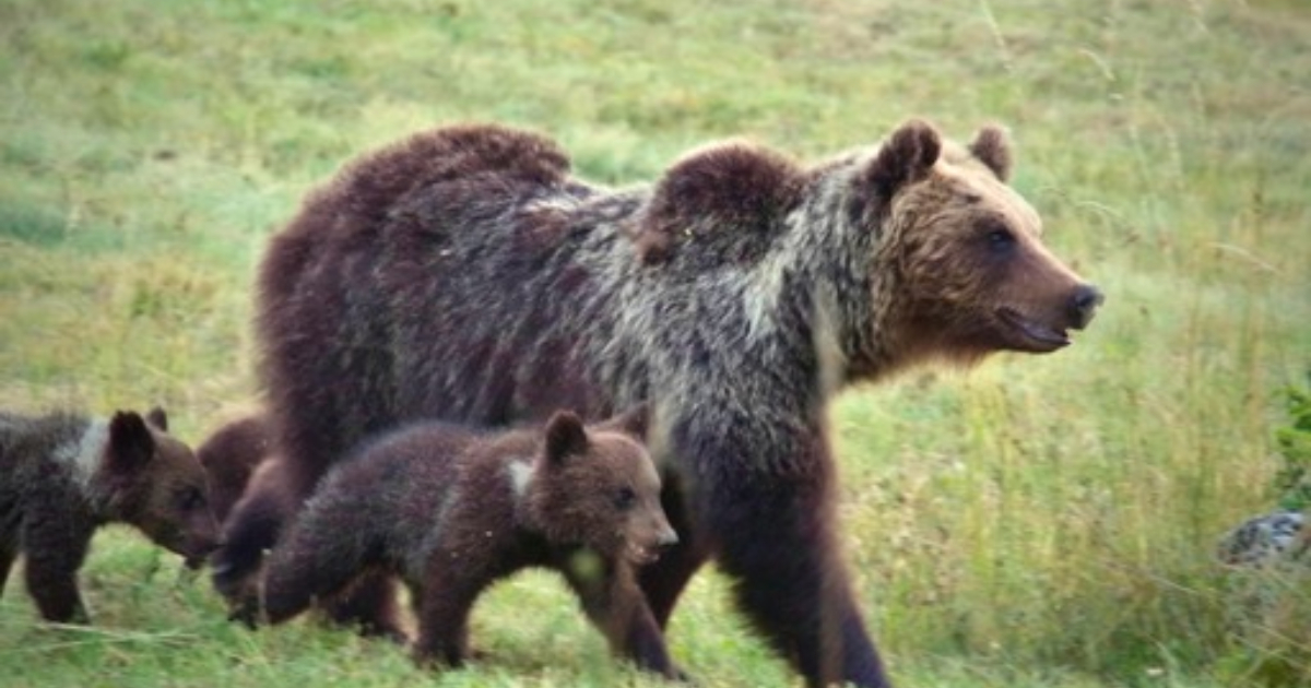 Il Marsicano. L'ultimo orso: Sky Nature lancia il documentario