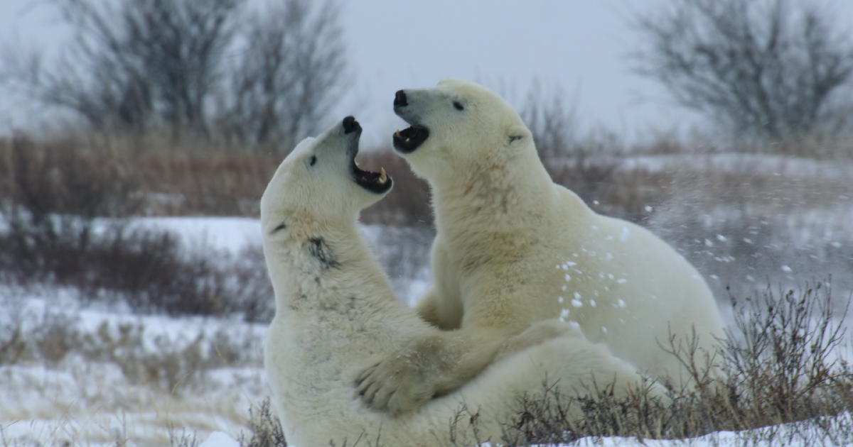 due orsi polari nella docuserie un mondo a parte - nerdface